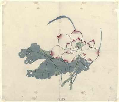 Lotus by Anonymous