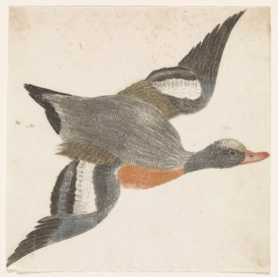 Wigeon Flying to the Right by Anonymous