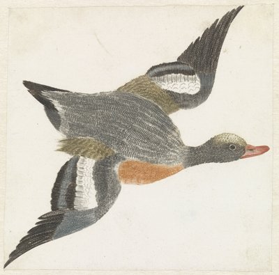 Smew Flying to the Right by Anonymous