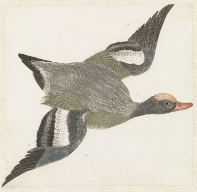 Wigeon Flying to the Right by Anonymous