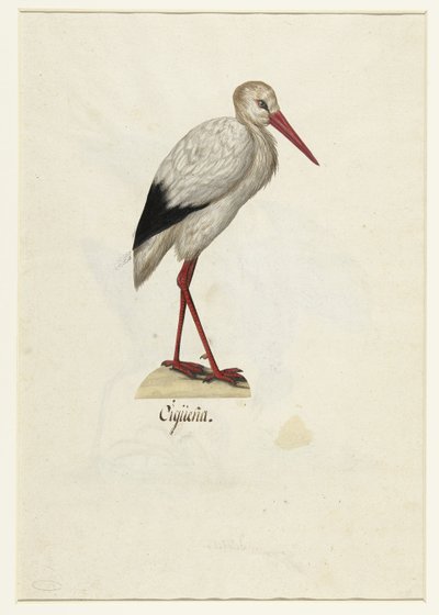 Stork (Lombard Album) by Anonymous