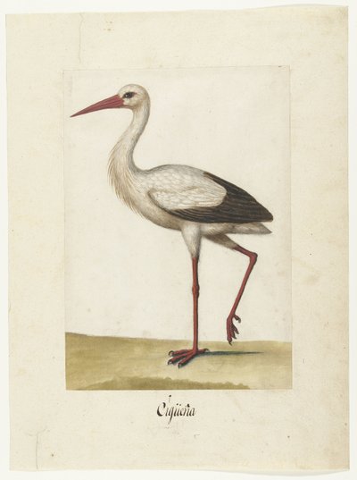 Stork by Anonymous