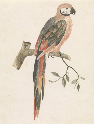 Parrot on a Branch by Anonymous
