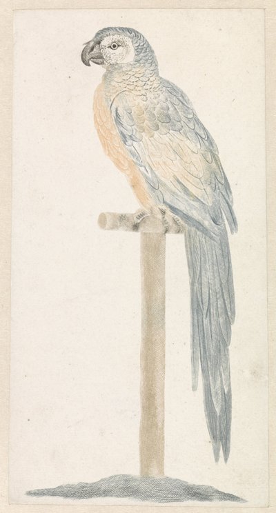 Parrot on a Perch by Anonymous