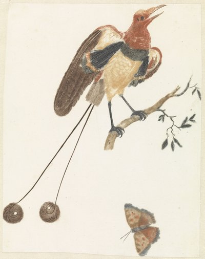 Bird of Paradise and Butterfly by Anonymous