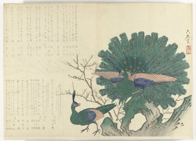 Peacocks (series title: Album Shijo-surimono from the period 1840-1900) by Anonymous