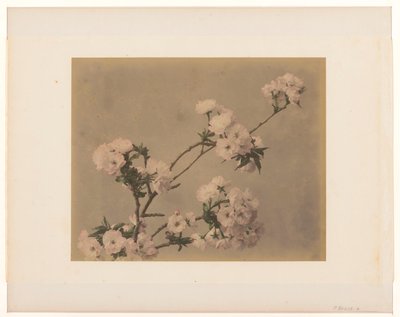 Peonies by Anonymous