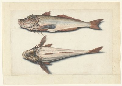 Red Gurnard (Lombard album) by Anonymous