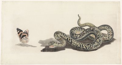 Snake with a Butterfly by Anonymous