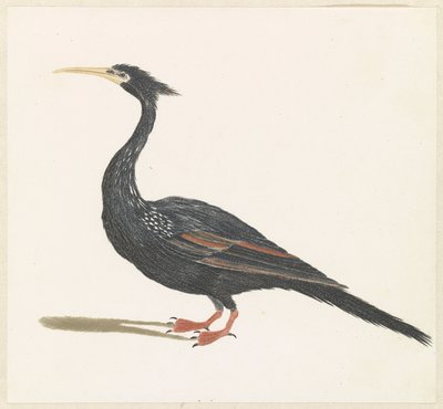 Anhinga by Anonymous