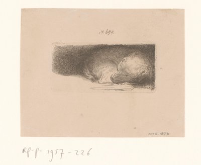 Sleeping Puppy by Anonymous