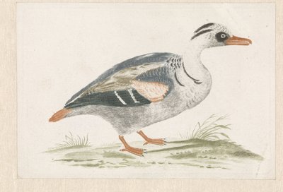 Standing Duck with White Breast Facing Right by Anonymous