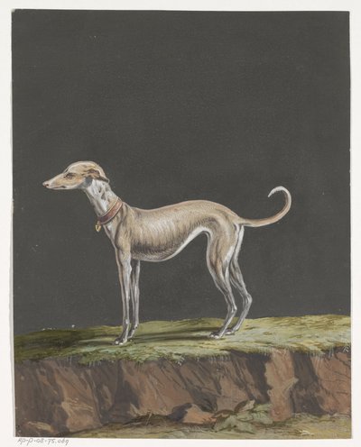 Standing Greyhound Facing Left by Anonymous