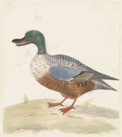 Standing Shoveler Facing Left by Anonymous