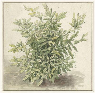 Study of a Laurel Bush by Anonymous