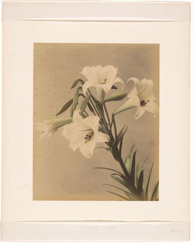Branch of the Japanese Cherry by Anonymous