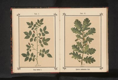 Branch of a dog rose by Anonymous