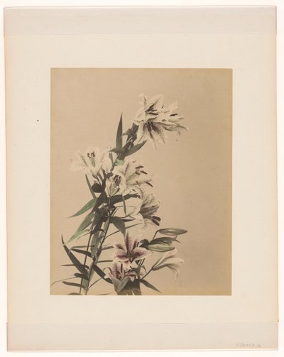 Tiger Lilies by Anonymous