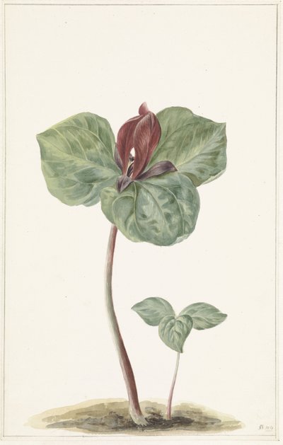 Trillium by Anonymous