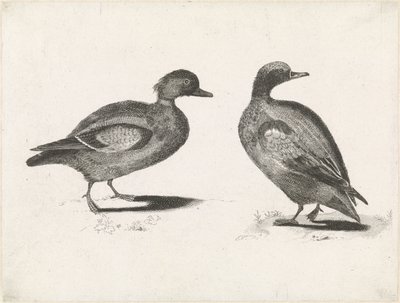 Two Ducks by Anonymous