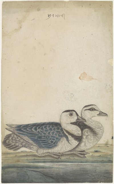 Two Ducks by Anonymous