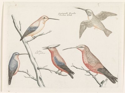 Five Different Types of Hummingbirds by Anonymous