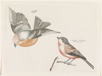 Finch and Grey-sided Tit by Anonymous