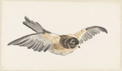 Brambling (Fringilla montifringilla) by Anonymous