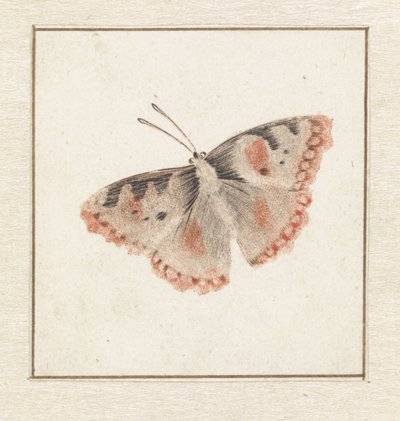 Butterfly by Anonymous