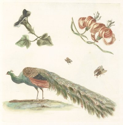 Bindweed, Lilies, Two Flies, and a Peacock by Anonymous