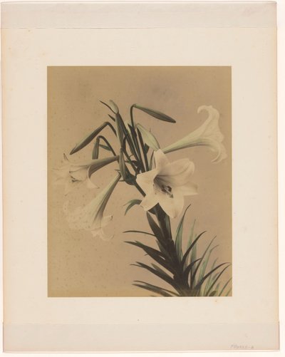 White Lilies by Anonymous