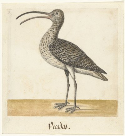 Curlew (Vecadas) (Lombard Album) by Anonymous