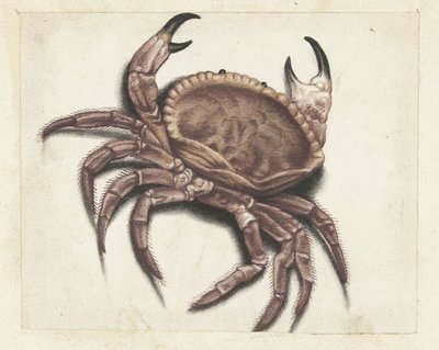 Sea Crab (Lombard Album) by Anonymous
