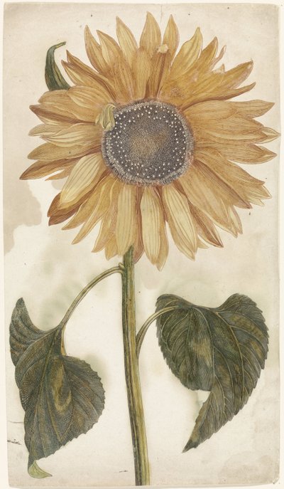 Sunflower by Anonymous