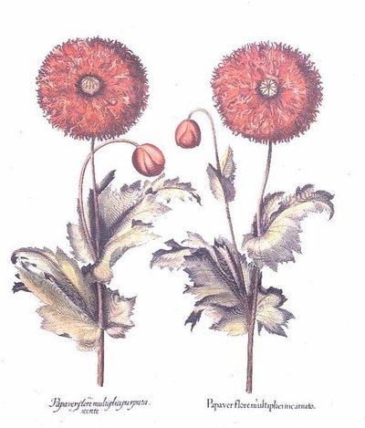 Red Poppies, German by Anonymous Anonymous