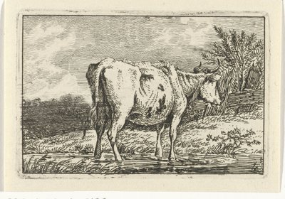 Cow Standing in a Puddle by Anthony Oberman