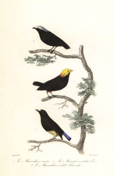 Manakin Species by Antoine (after) Chazal