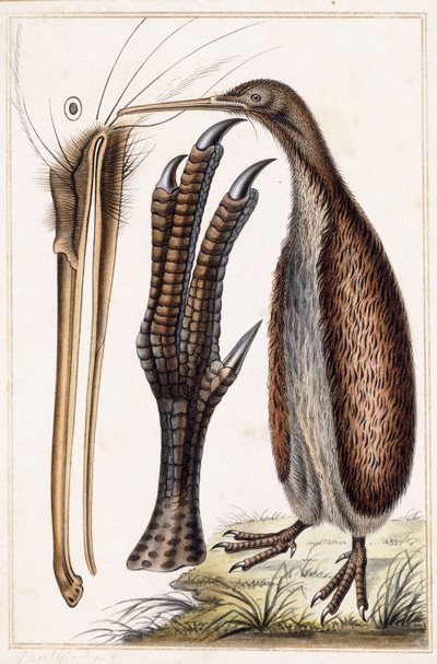 Kiwi by Antoine Charles Vauthier