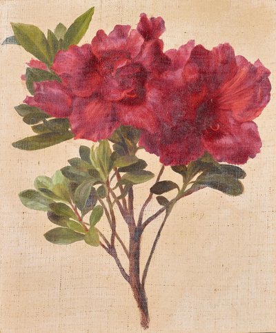 Rhododendron by Anton Hartinger