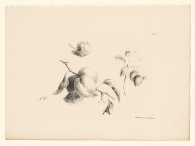 Apricots and Strawberries (Flowers and Fruits) by Anton Weiss