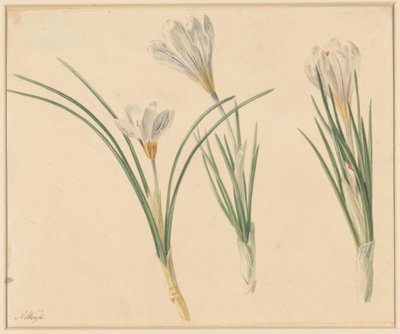 Three Studies of Crocuses by Anton Weiss