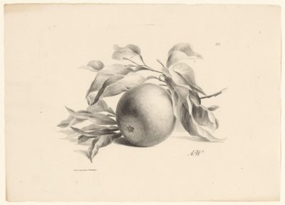 Orange (Fruit) by Anton Weiss