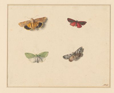 Four Butterflies by Anton Weiss