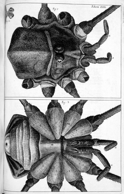 Microscopy by Frederick (attr. to) Barnard