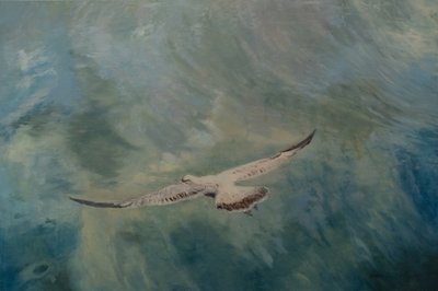 Seagull wings outstretched, 2012 by Antonia Myatt