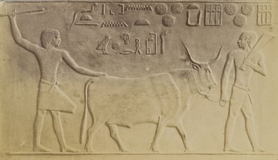 Sacred Bull at Saqqara by Antonio Beato