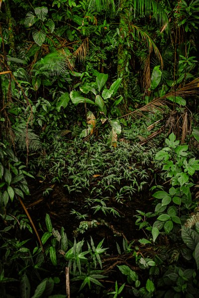 Mantiqueira XLIV by Antonio Schubert