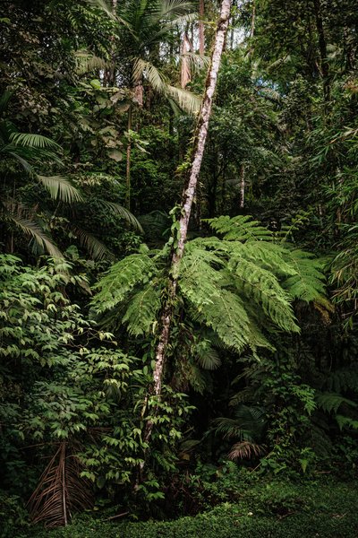 Mantiqueira XXXIV, 2015 by Antonio Schubert