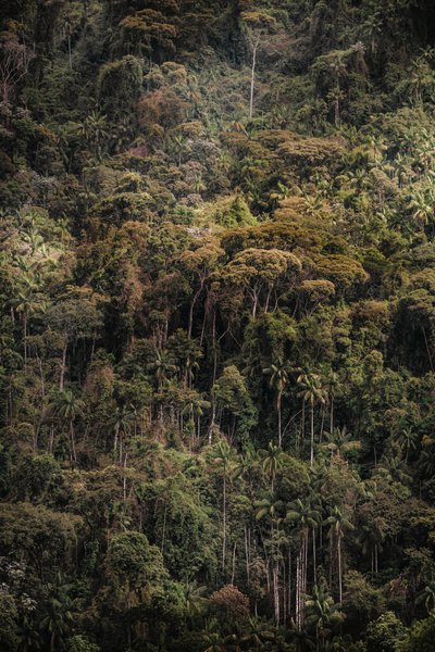 Mantiqueira XXXV by Antonio Schubert