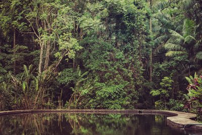 Rain Forest VI by Antonio Schubert